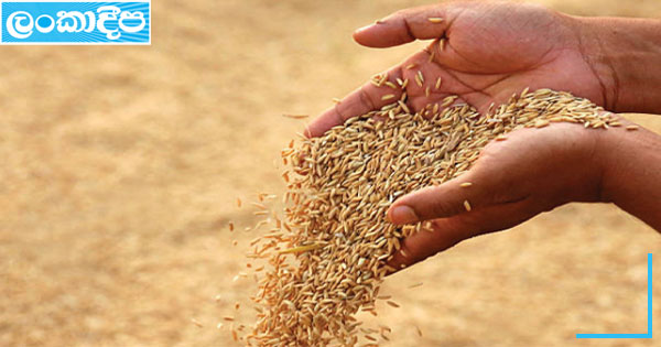 යල කන්නයේ වී මිලදී ගැනීම ඇරඹෙයි