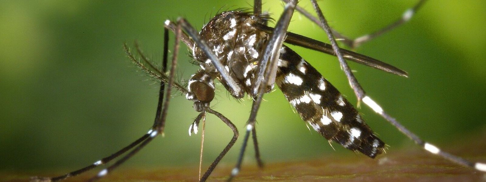 India Approves First Dengue Vaccine For Individuals Aged 4 to 60 Years
