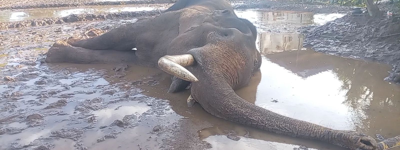 Five More Arrests Over Killing of Sri Lanka's Iconic Elephant Kavantissa