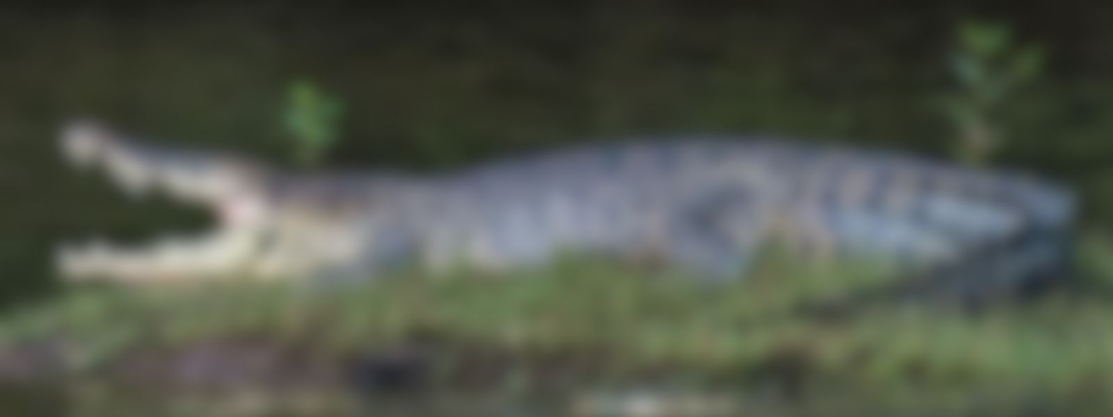 Man Charged After Fake AI Crocodile Image Triggers Emergency Response in Singapore