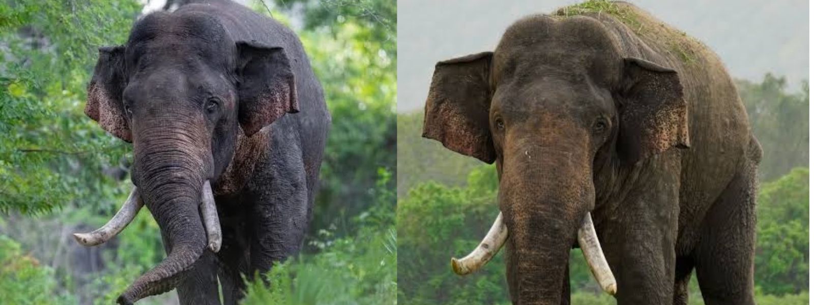 A Special Military Team Deployed in Search of 'Agbo' The Tusker