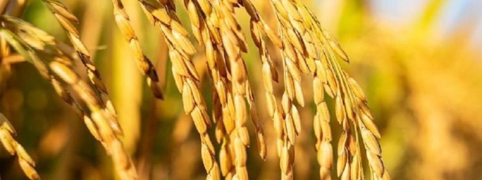 305MT of Paddy Procured During Paddy Purchasing Programme