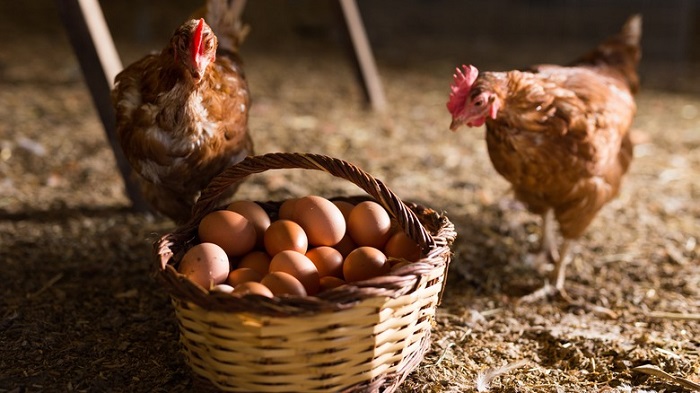 Egg prices to increase from Monday, producers announce