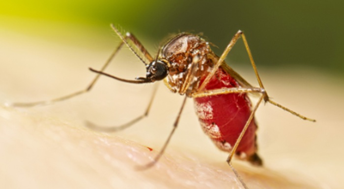 Death toll from dengue climbs to 56 as cases surge past 77,000
