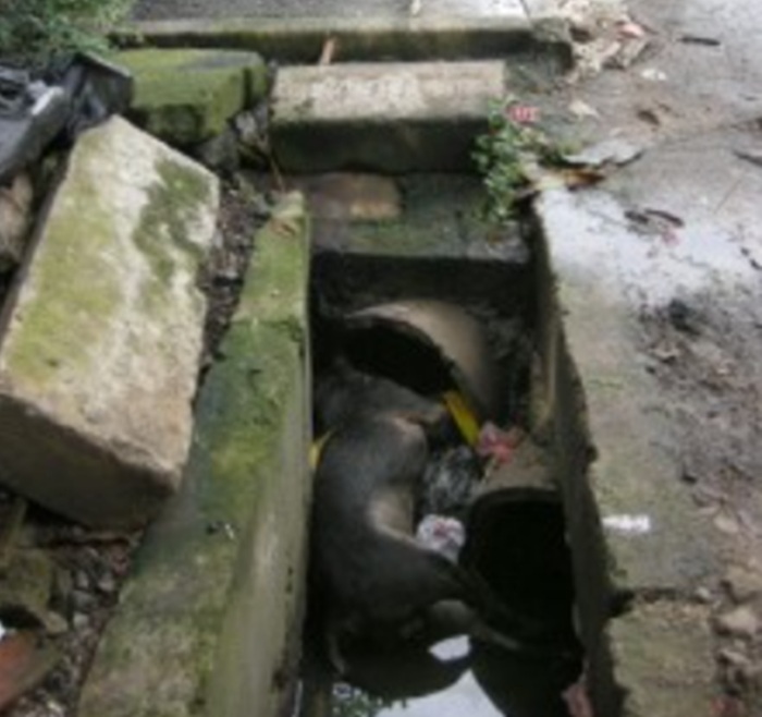 PM orders urgent renovation of Ratmalana Kandawala Road and drainage system