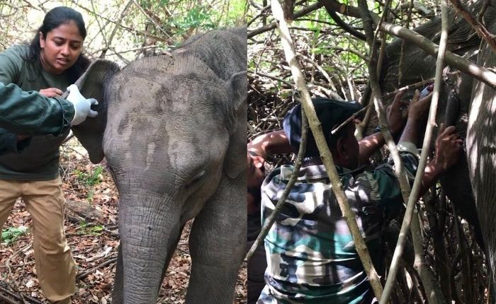 Wild elephant calf stays by injured mother’s side during treatment for gunshot wounds