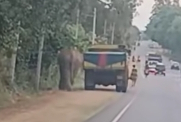 Quick-thinking lorry driver shields man from wild elephant (Video)