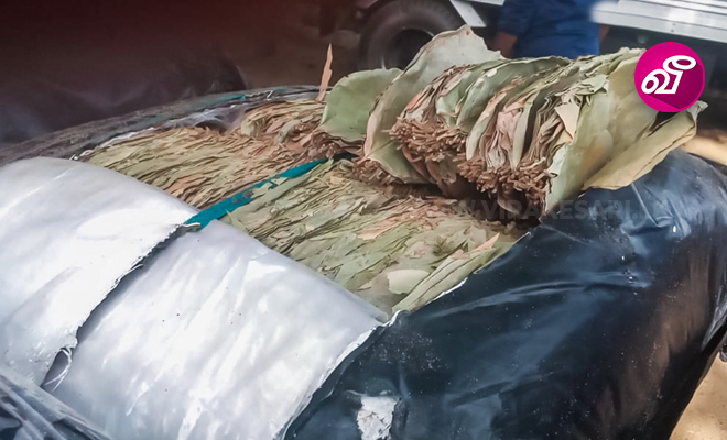 பீடி இலைகள் நீர்கொழும்பில் கைப்பற்றல்